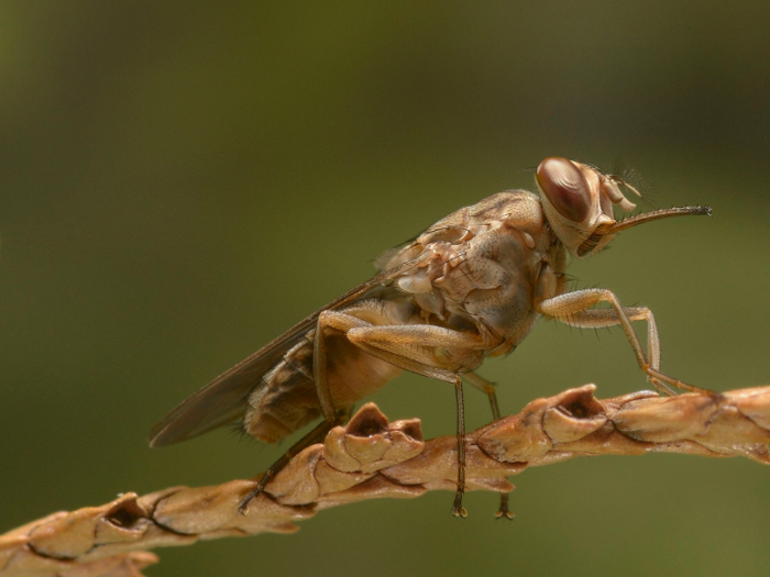5. Tsetse flies - 10,000 deaths a year