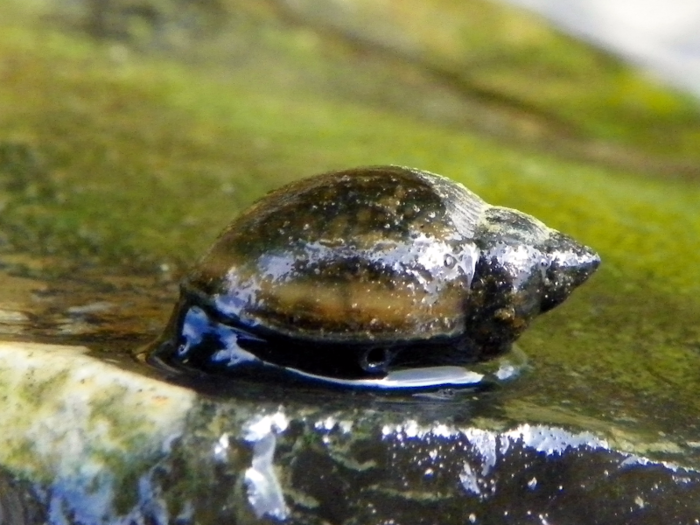 7. Freshwater snails - 20,000+ deaths a year