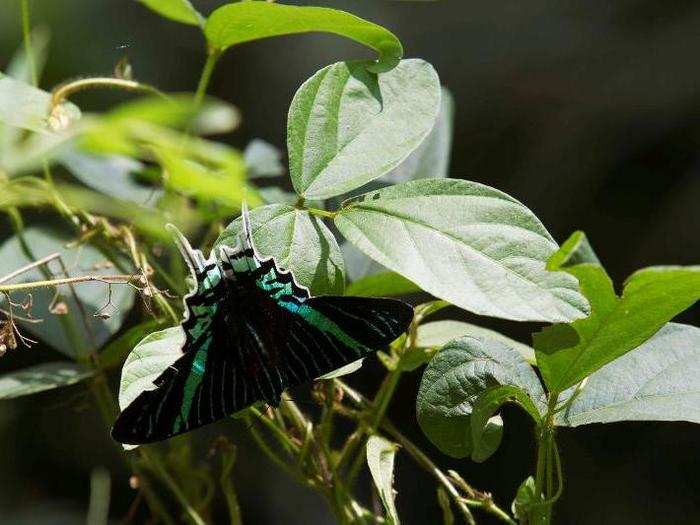 Yasuni´ is also a UNESCO site, since in addition to its unparalleled biodiversity, indigenous tribes also call the area home.