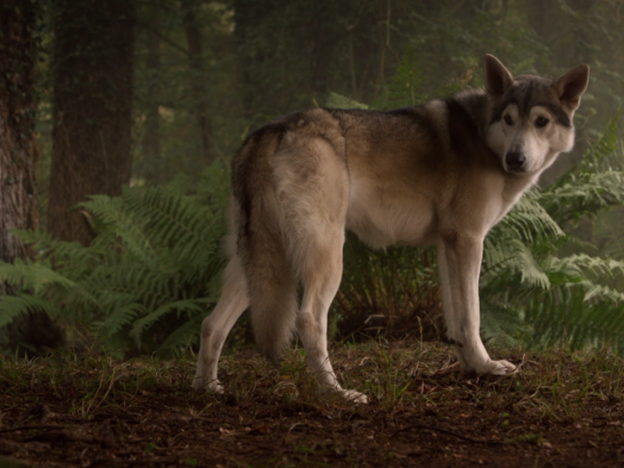 Speaking of direwolves ... where is Nymeria?