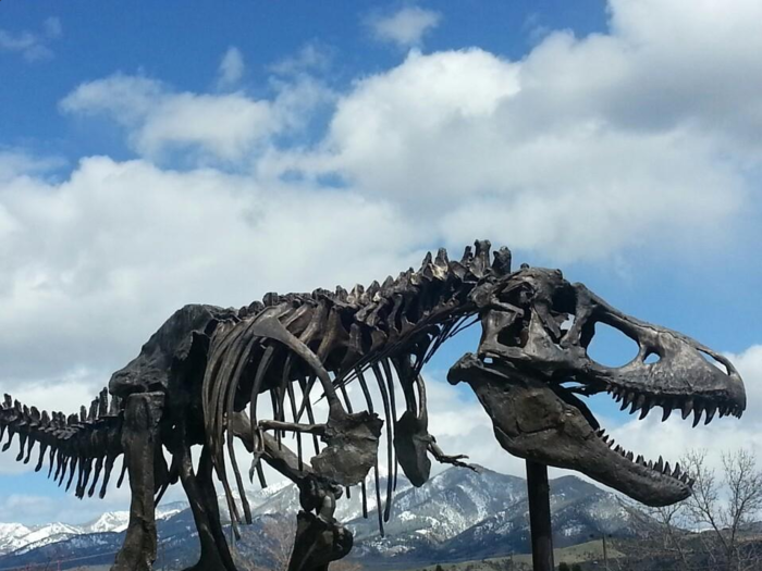 Montana: Museum of the Rockies
