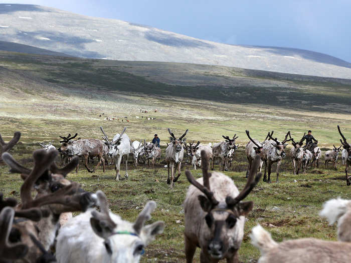 “You can imagine how happy we were when we saw the first reindeers on the horizon, at the bottom of the valley," he said.