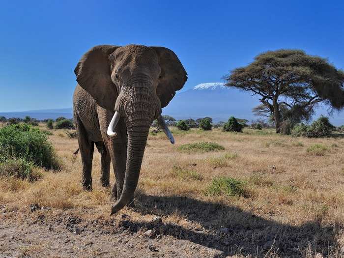 At first, Thwaites wanted to try being an elephant. Its size, he thought, would make it easier to transition from a two-legged person to a four-legged animal. But he changed his plan after speaking with a shaman who said that he