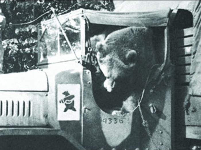 While he was still small enough, Wojtek would hang out of the passenger side of trucks, until he eventually grew so large he had to be transported in the back of cargo vehicles.