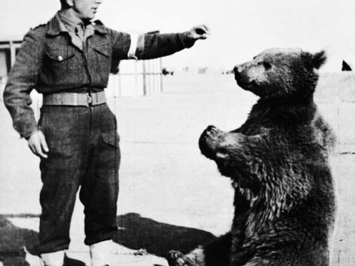 The bear became a major morale boost to the troops.