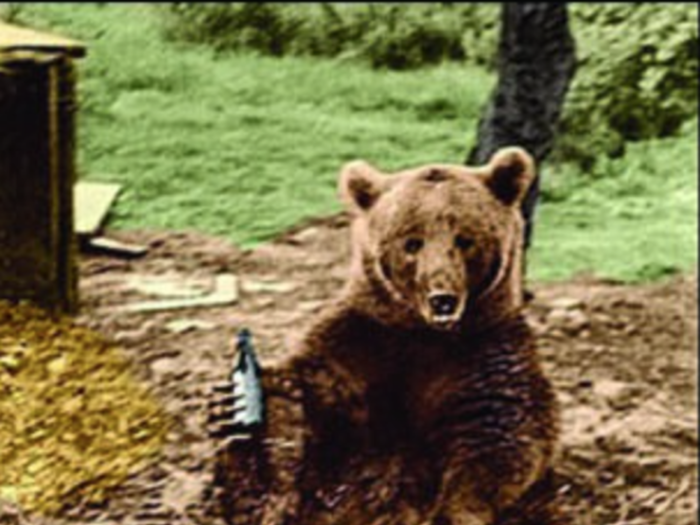 The bear became fond of drinking beer, as well as smoking, and even eating cigarettes. "For him one bottle was nothing, he was weighing 440 pounds. He didn