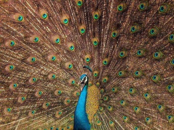 This picture was submitted to the Wildlife category of the competition. It was taken in the forest area of Jaipur, India during rain season, when it