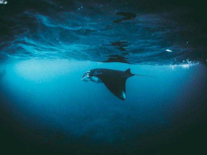 This serene photo shows a manta ray swimming in the Indian Ocean off the coast of Indonesia.