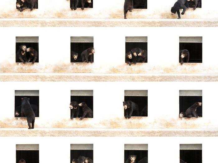 "Bear Apartment Six" is a composite print made up of 16 photographs taken by photographer Alex Cearns. The single images were taken at the Free the Bears Fund