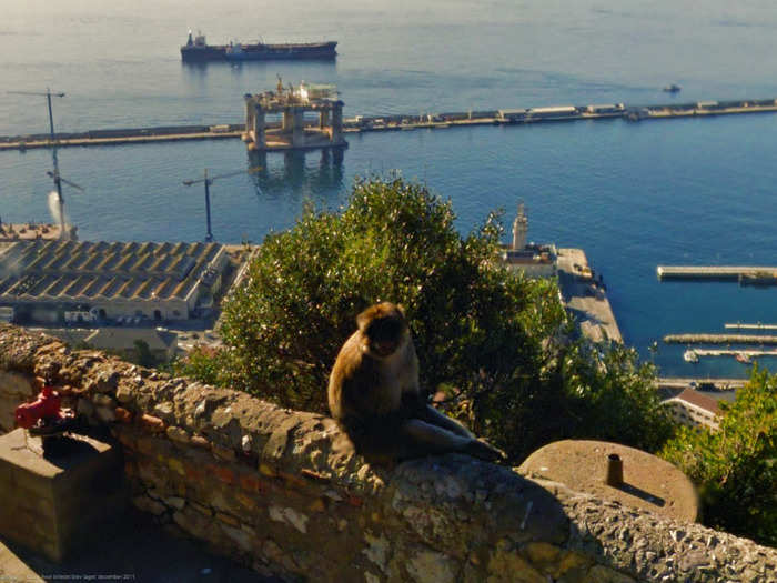 And another with a lone monkey sitting on a stone wall: