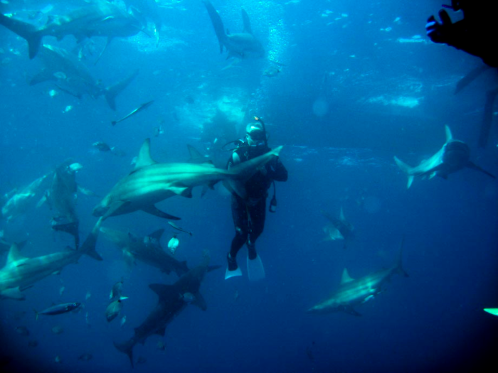 They went diving with tiger sharks in South Africa.