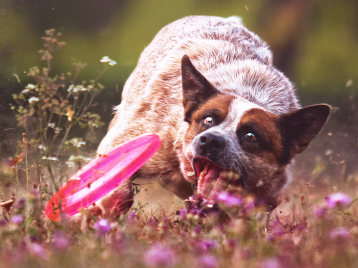 These 15 dog breeds are the most likely to run away from home