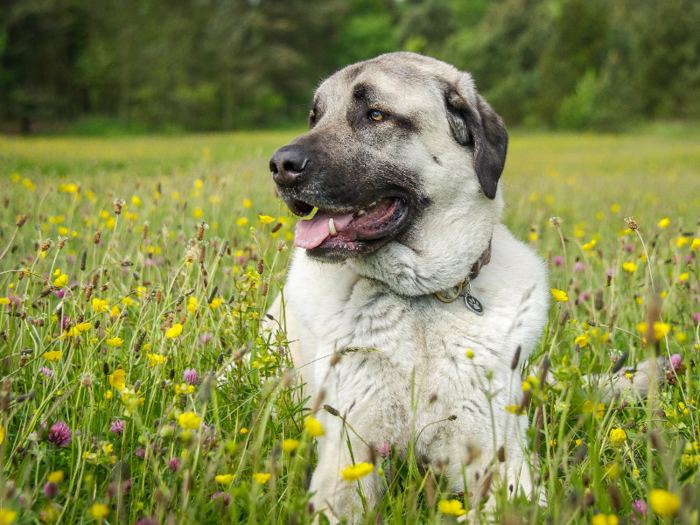 #1: Anatolian Shepherd