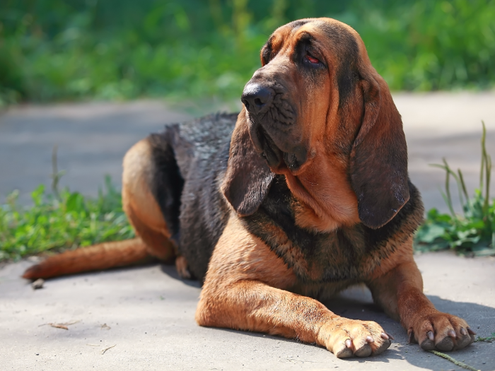 #2: Bloodhound