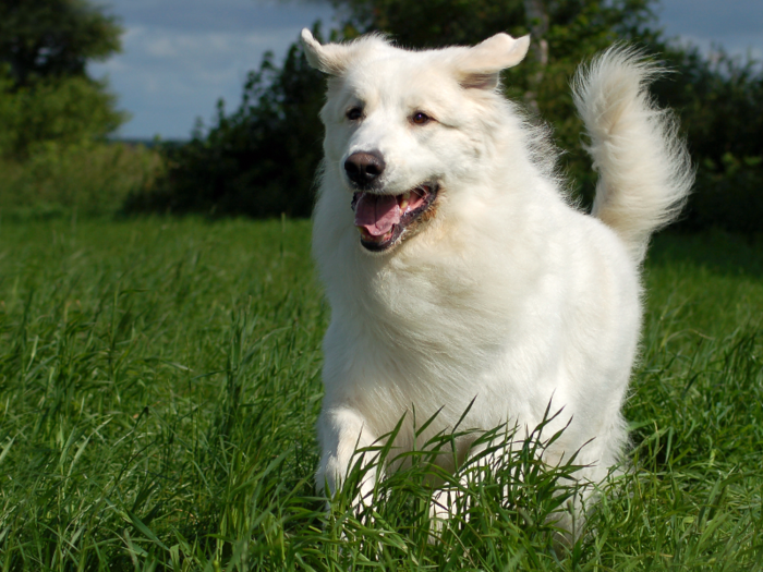 #3: Great Pyrenees