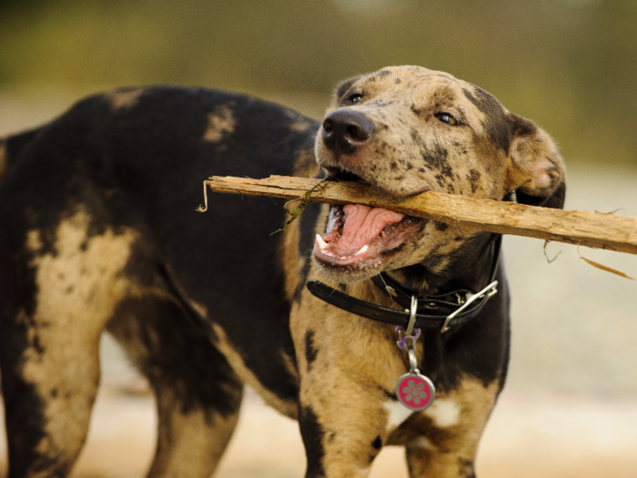 #4: Catahoula Leopard Dog