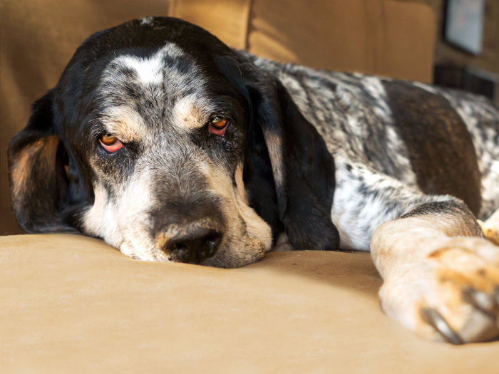 #5: Bluetick Coonhound