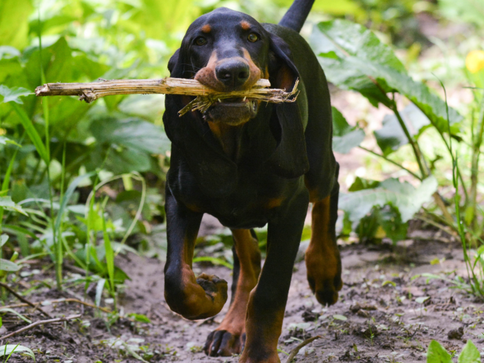 #7: Black and Tan Coonhound