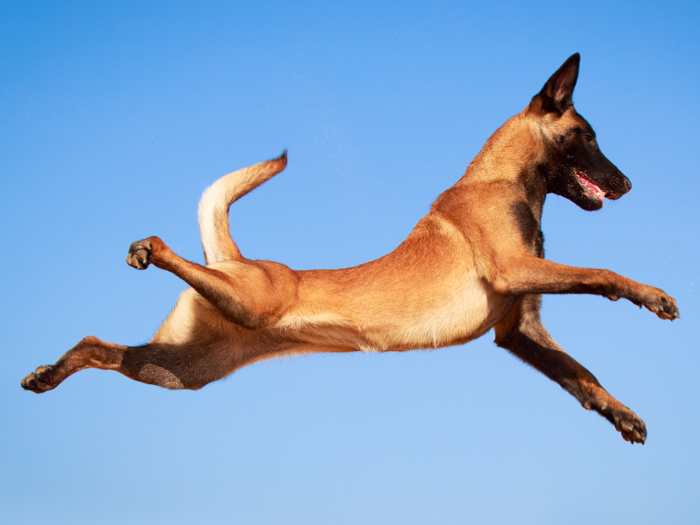 #8: Belgian Malinois