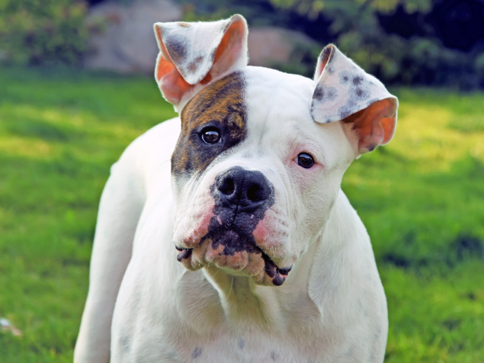 #11: American Bulldog