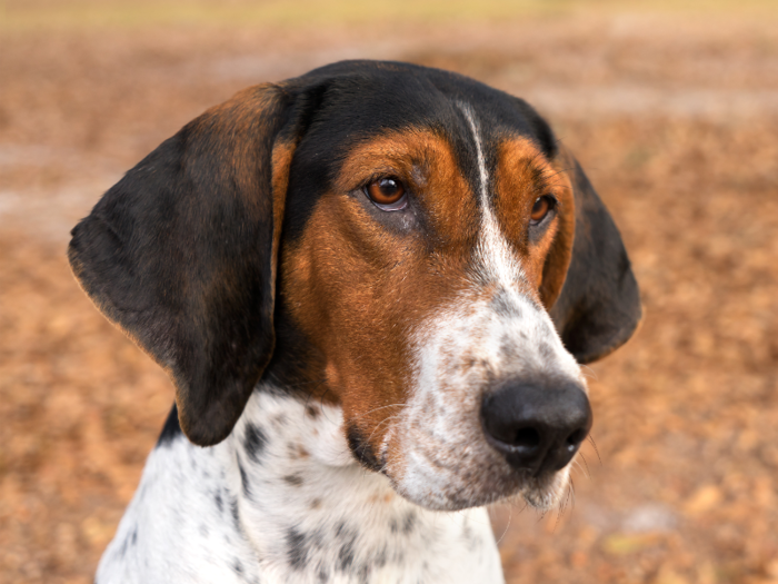 #13: Treeing Walker Coonhound