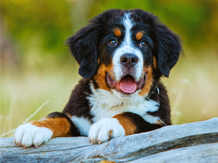 #14: Bernese Mountain Dog