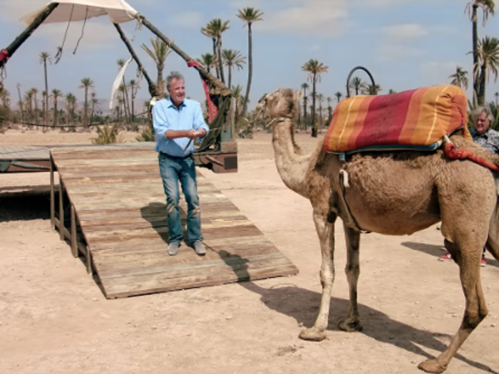 Animals that refuse to behave — like this camel.