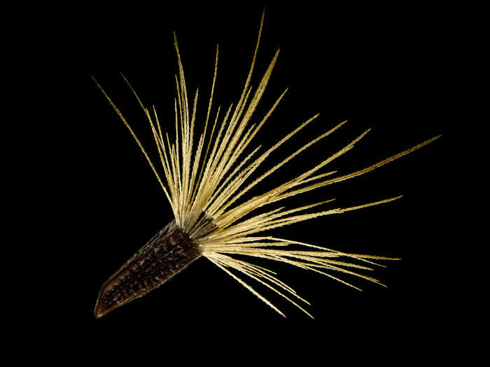 Jurinea mollis seed