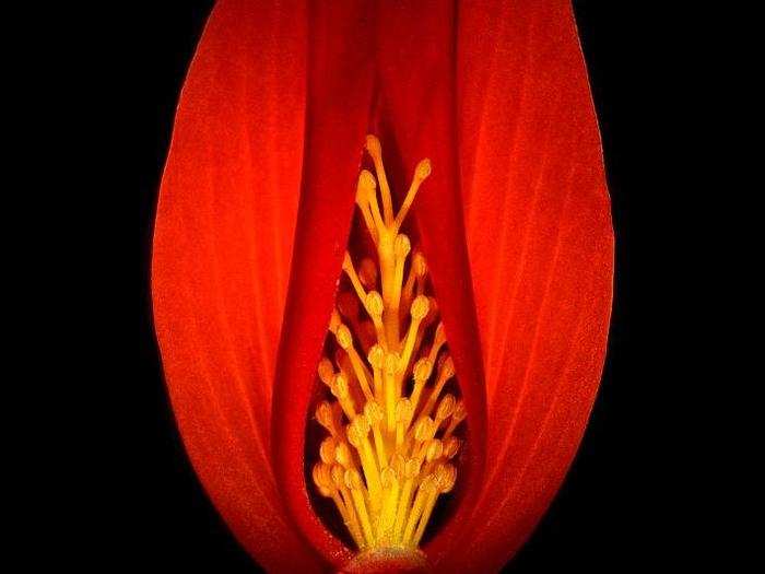 Section of a begonia flower