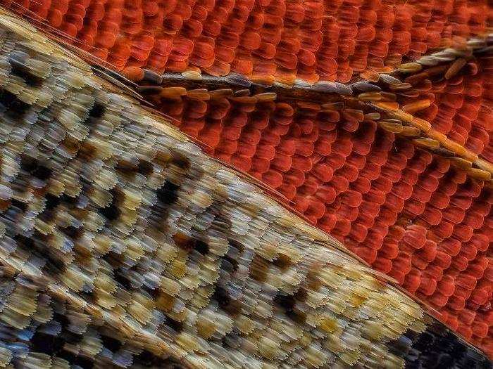 Scales of a butterfly wing underside