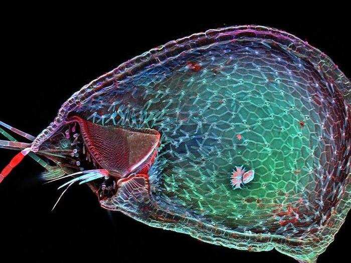 Inside of a humped bladderwort, a freshwater carnivorous plant