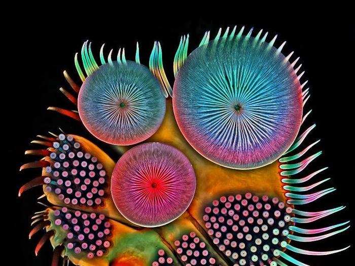 Front foot of a male diving beetle