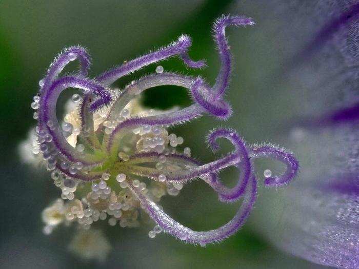 Wildflower stamens