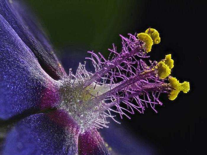 Wildflower stamens