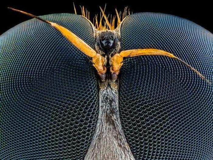 Wasp eyes