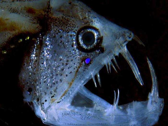 Viperfish