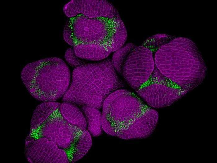 Young flower buds of Arabidopsis, a flowering plant