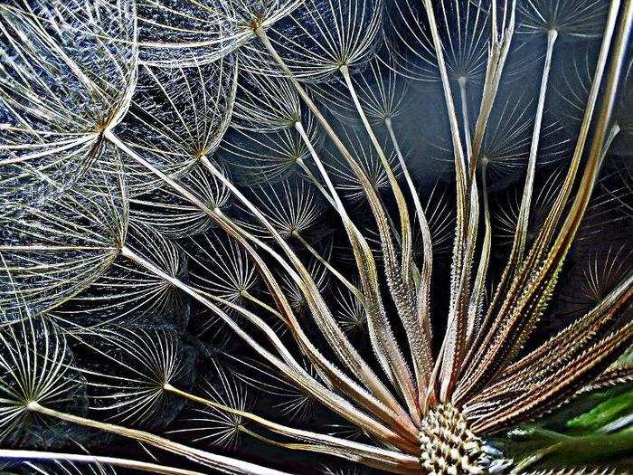 Goatsbeard flower seeds