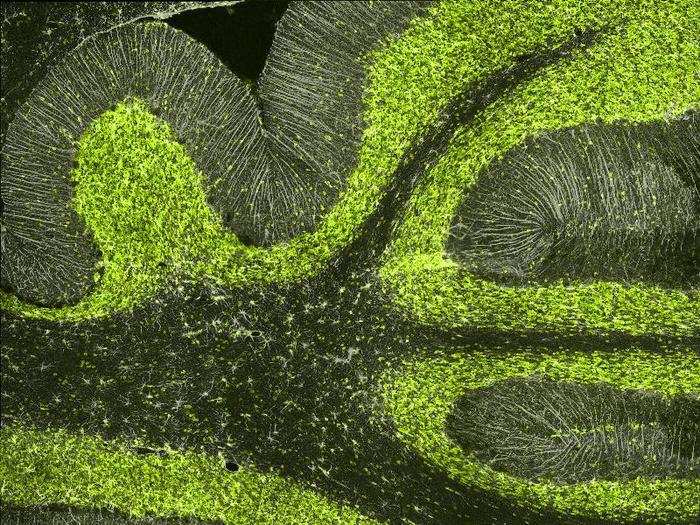 Cerebellum brain section of a rat