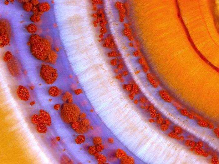 Polished slab of Teepee Canyon agate