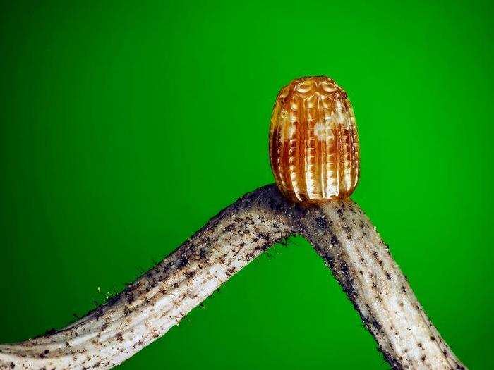 Egg of a Gulf Fritillary butterfly