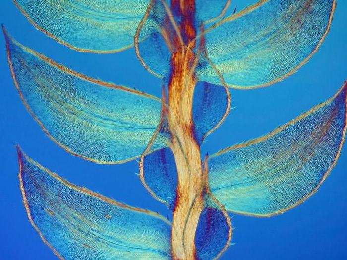 Leaves of a lesser club moss