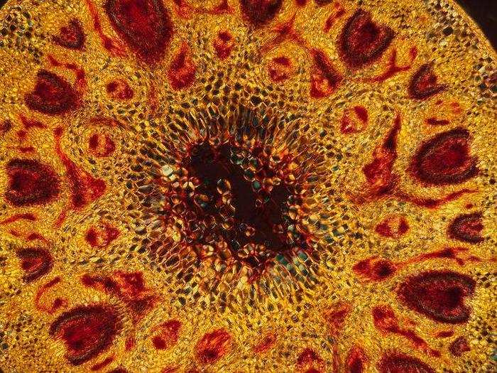 Barley stem cross section