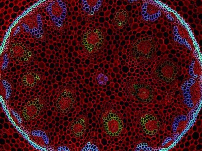 Cross section of a lily of the valley