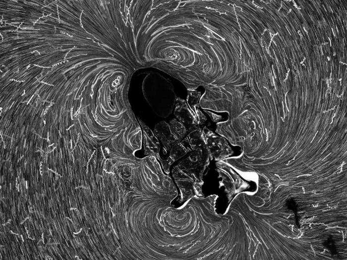 Flow currents generated by an eight-week-old starfish larva