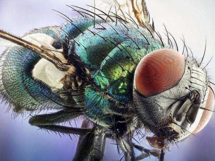 Green bottle fly