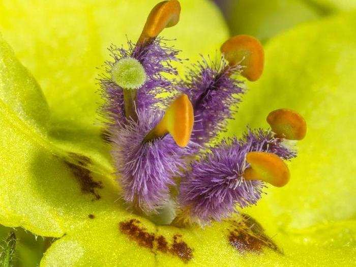 Mullein flower