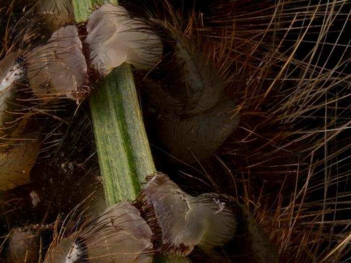 The prolegs of a hairy caterpillar gripping a small branch