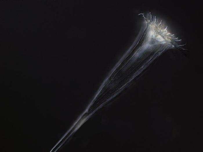 Tintinnid ciliate of a marine plankton from the Indian Ocean