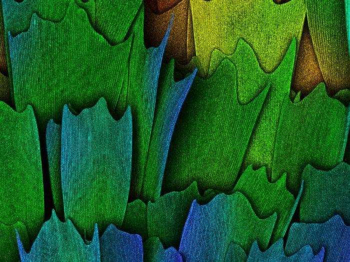 Scales of a butterfly wing